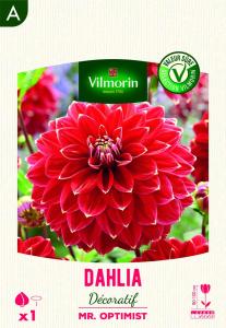 Dahlia Décoratif Mr. Optimist (x1)
